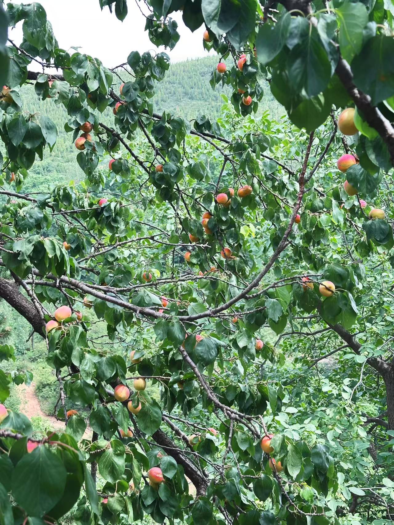 Enjoy the fun of apricot garden and feel happy